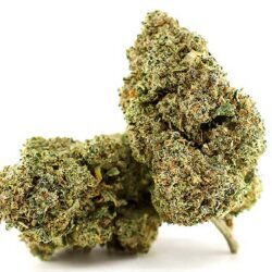 EXOTIC HAZE – Premium kanapių žiedai (Aukščiausia kokybė)